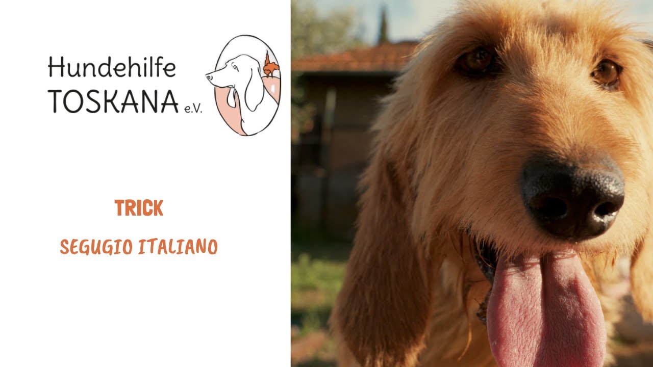 Trick  | Segugio Italiano | Zuhause gesucht | Hund aus dem Tierschutz | Hundehilfe Toskana e.V.