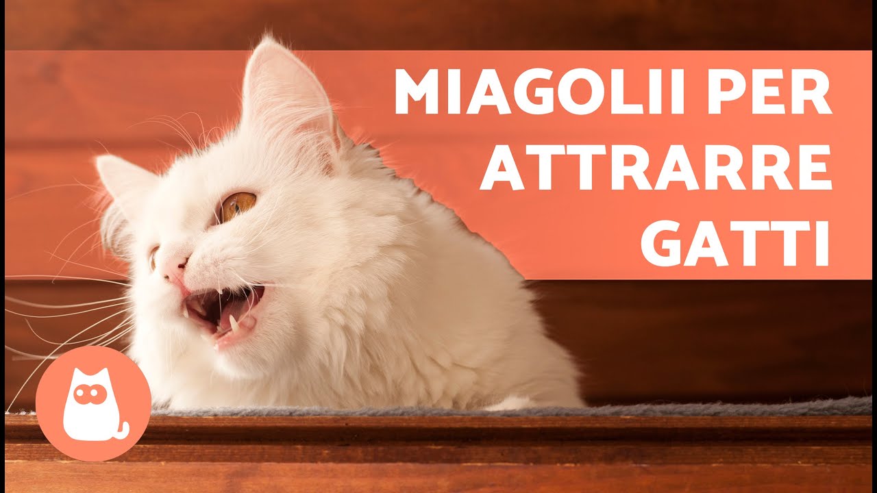 SUONI per far COMPARIRE il tuo GATTO 📣🐈 (Miagolii per ATTIRARE il tuo GATTO quando si NASCONDE)