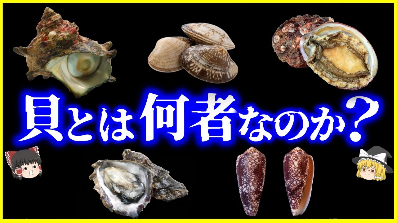 【ゆっくり解説】「貝」とは何者なのか？を解説【総集編】/貝毒、アサリ、サザエ、ハマグリ、アワビ他＜作業用＞＜睡眠用＞
