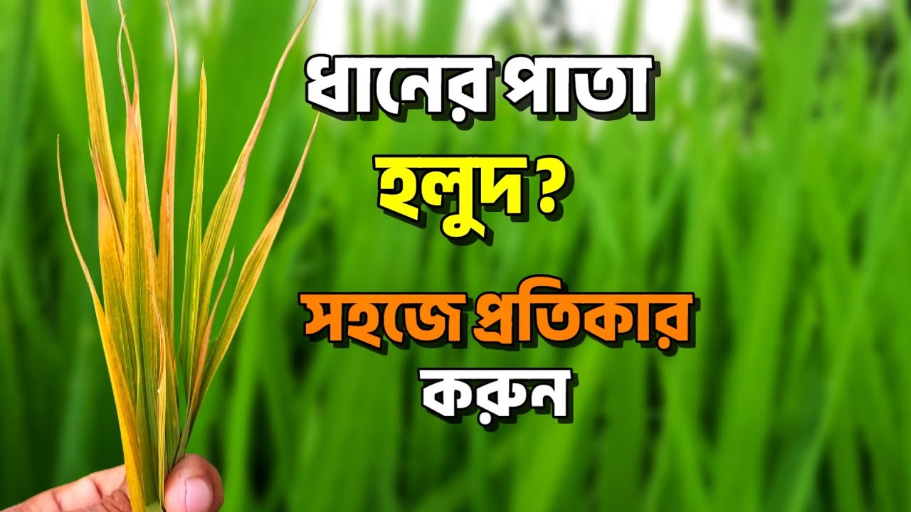 ধানের পাতা হলুদ হওয়ার কারণ | ধান গাছের পাতা হলুদ হয়ে মারা যাচ্ছে | Dhaner Pata Holud | Emran Agro