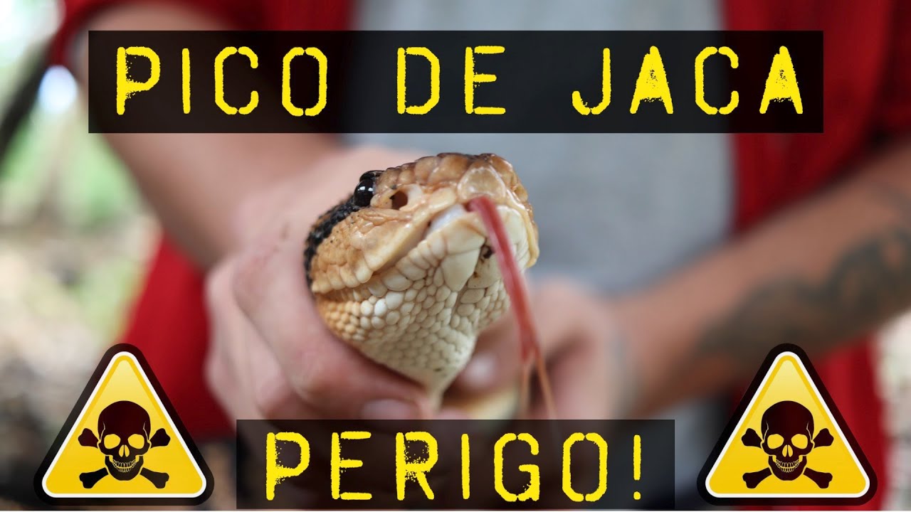 Pico De Jaca na Bahia! Resgate!