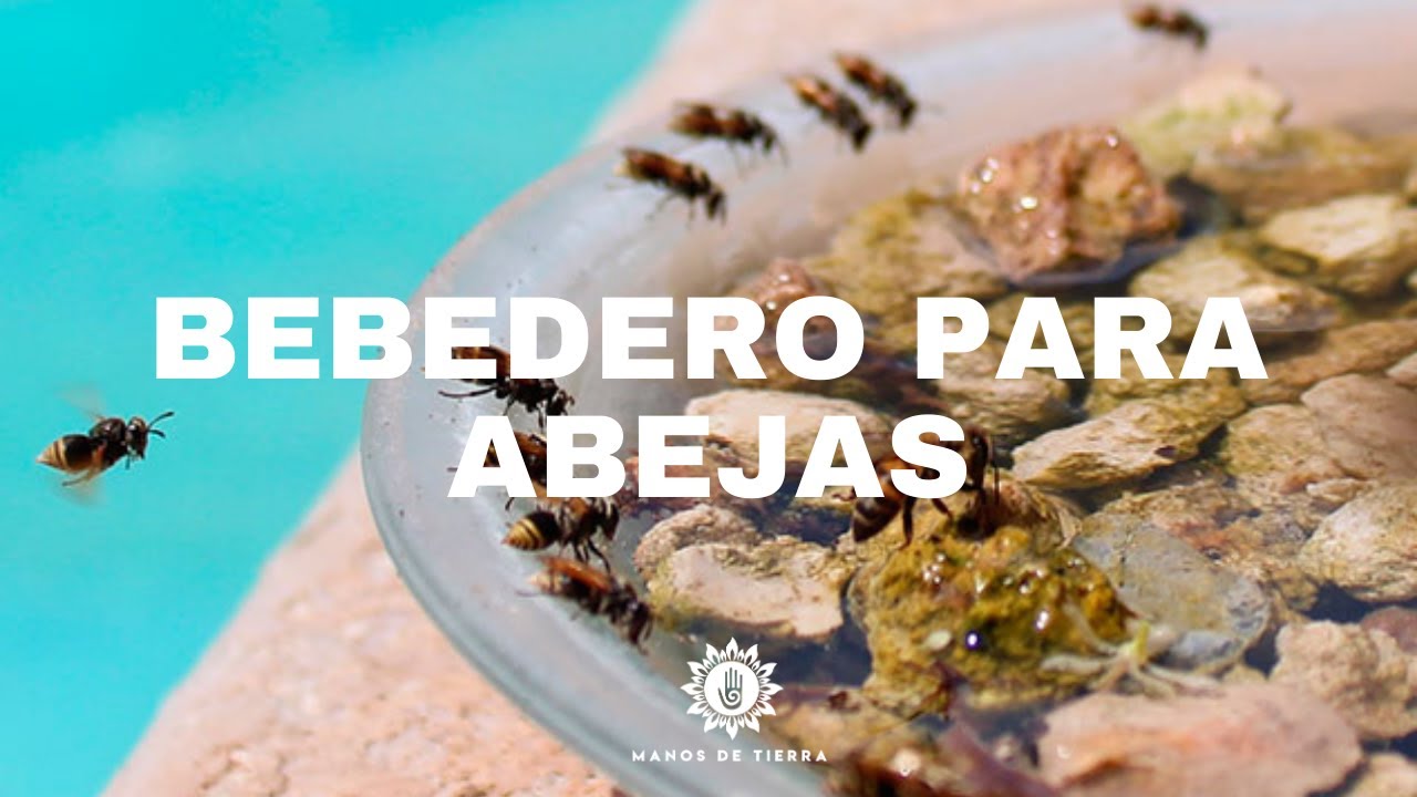 🐝  URGENTE! Todos Debemos Ayudar A Las ABEJAS🐝  Bebedero Para Polinizadores