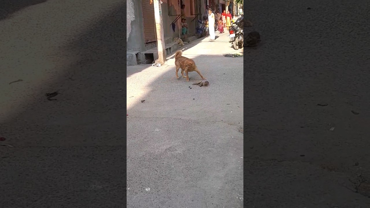 DOG BITE MONKEY #viral #shortvideo #trending #shortsviral #viralvideo #tranding #shorts #short