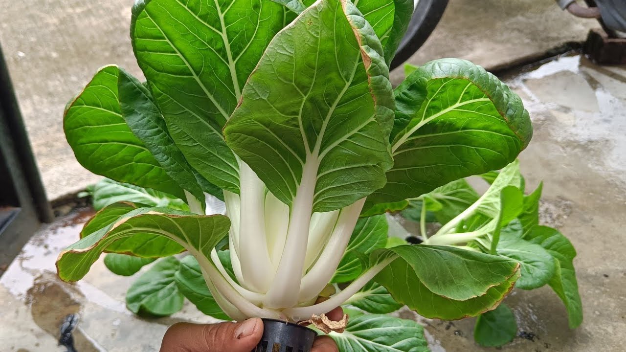 sawi putih_ hidroponik...