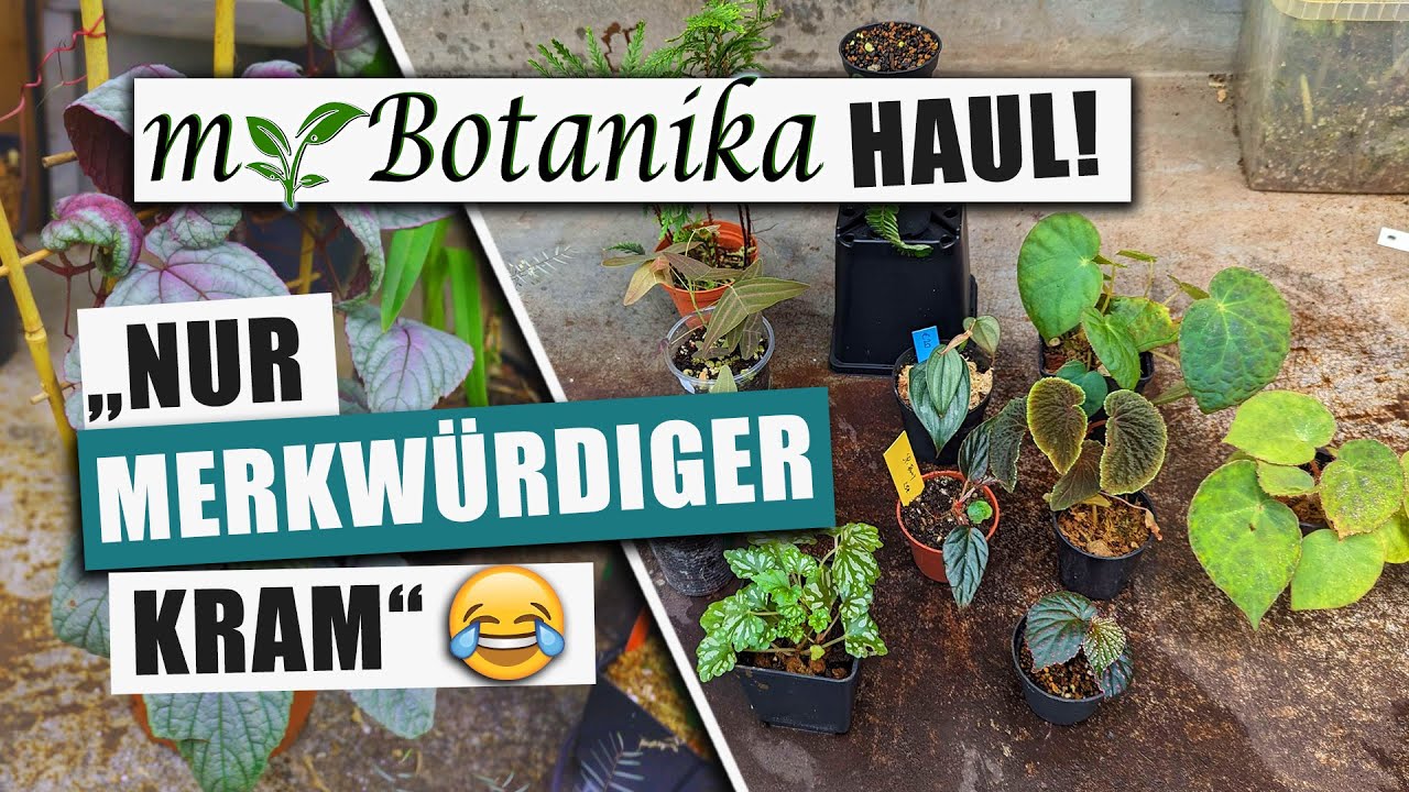 Unser MyBotanika Haul! Was haben wir gekauft? 🌿 🪴