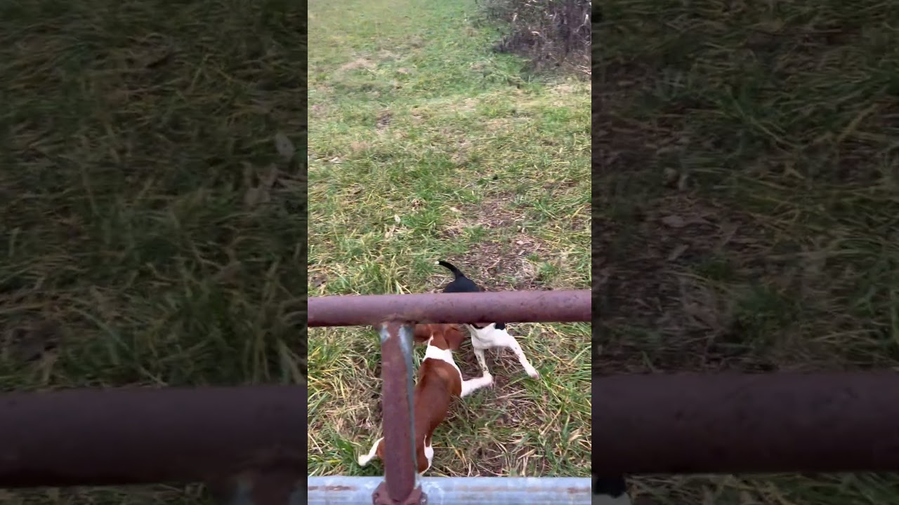 Playing Beagle Pups. 