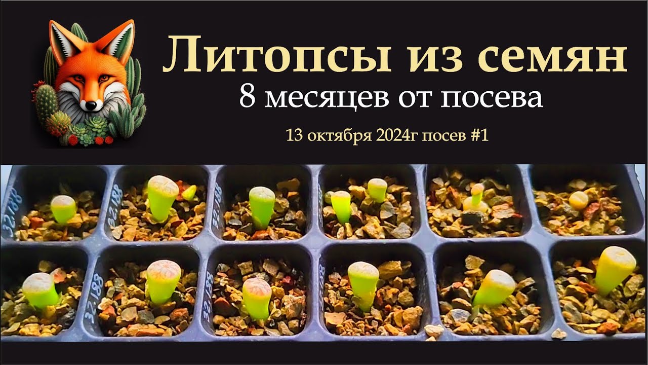 литопсы из семян  8 месяцев от посева  13 октября 2024 г  посев 1