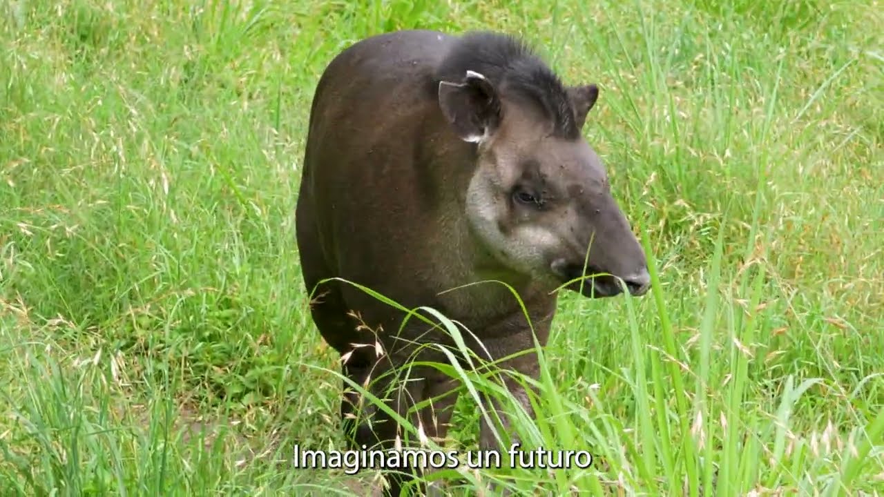 Refaunación del Tapir en Tucumán - Paisaje Protegido Aconquija (PPA)
