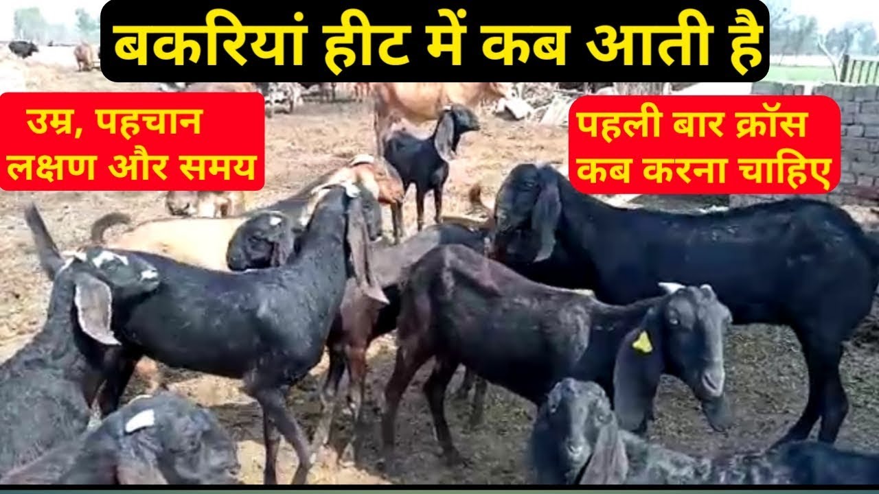 Bakri palan| बकरी हीट में कब आती है, लक्षण,पहचान,और सही तरीका| bakri palan kaise kare