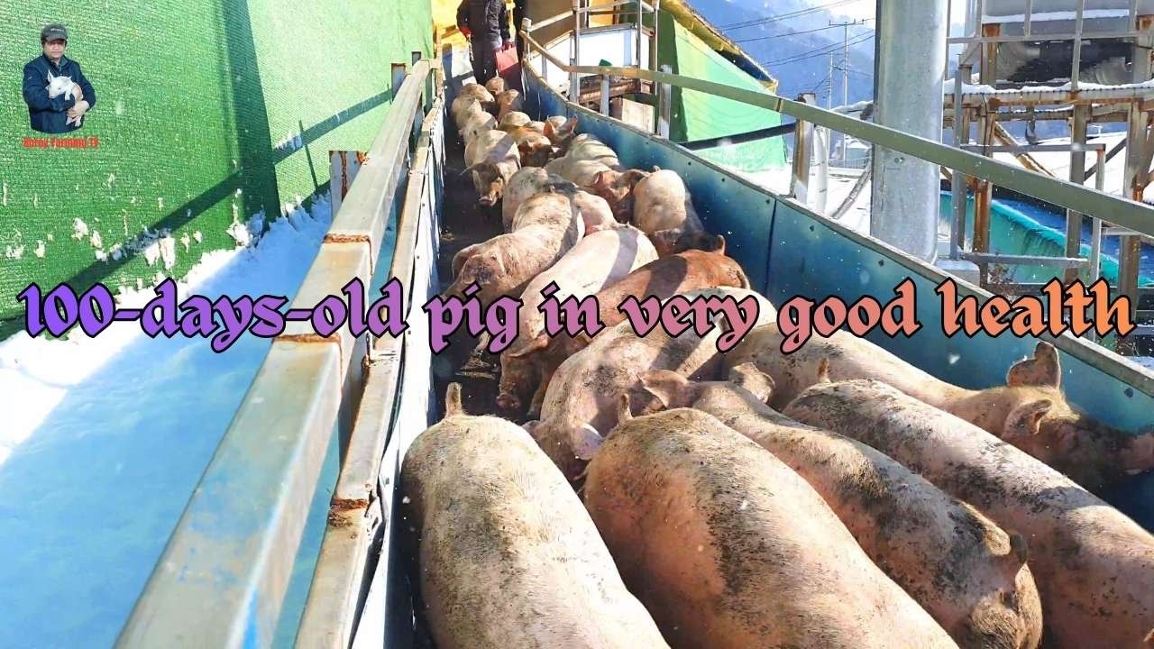 100-days-old pig in very good health. | Video 44 |  Farming in South Korea.