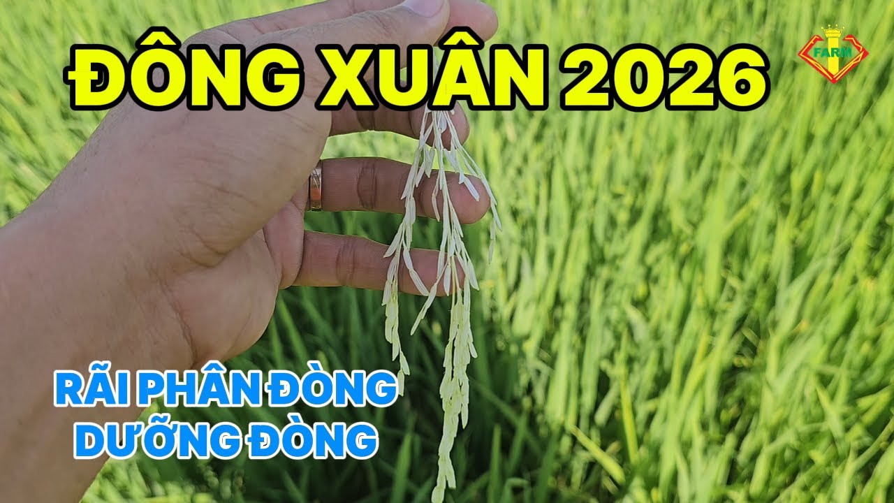 CÁCH RÃI PHÂN ĐÒNG VÀ DƯỠNG ĐÒNG LÚA ĐÔNG XUÂN 2026
