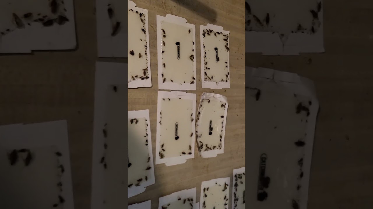 Nightmare roach infestation
