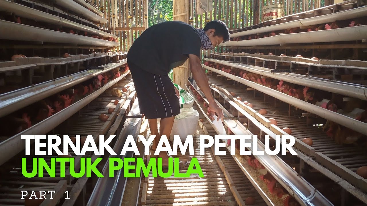 Ternak ayam petelur untuk pemula | Part 1