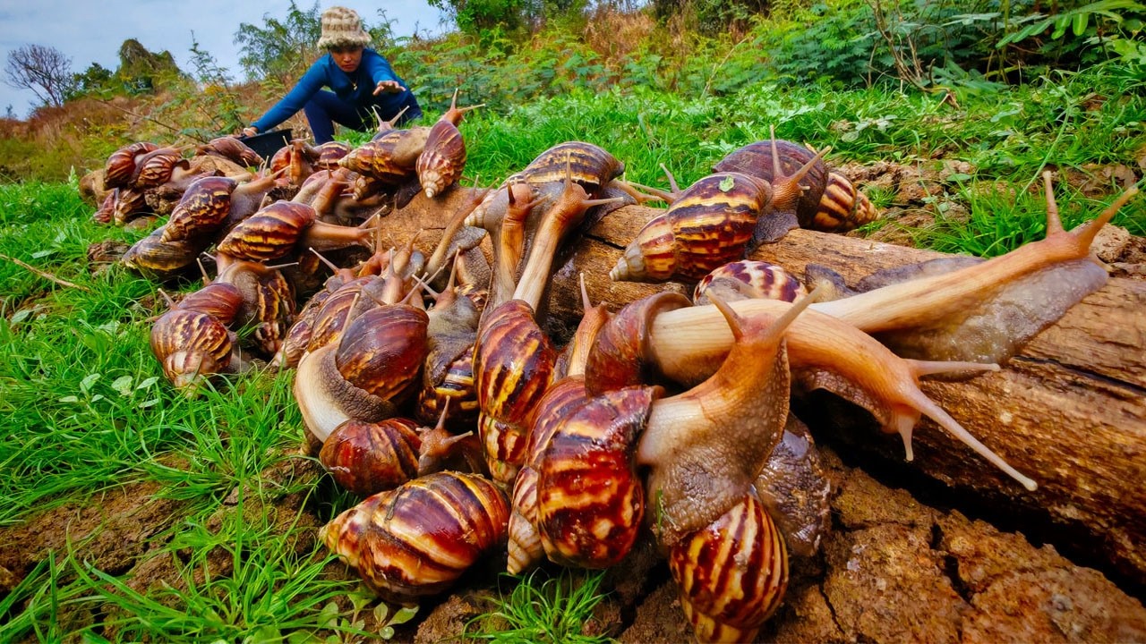 best amazing - harvest duck eggs and snails a lot at field on the straw at field by luck hand