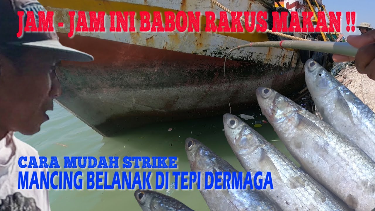 Jam Makan Ikan Belanak Babon, Mancing Mudah Strike Bertubi - Tubi