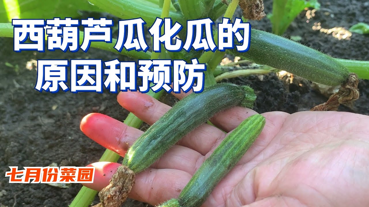 西葫芦瓜化瓜的原因和预防