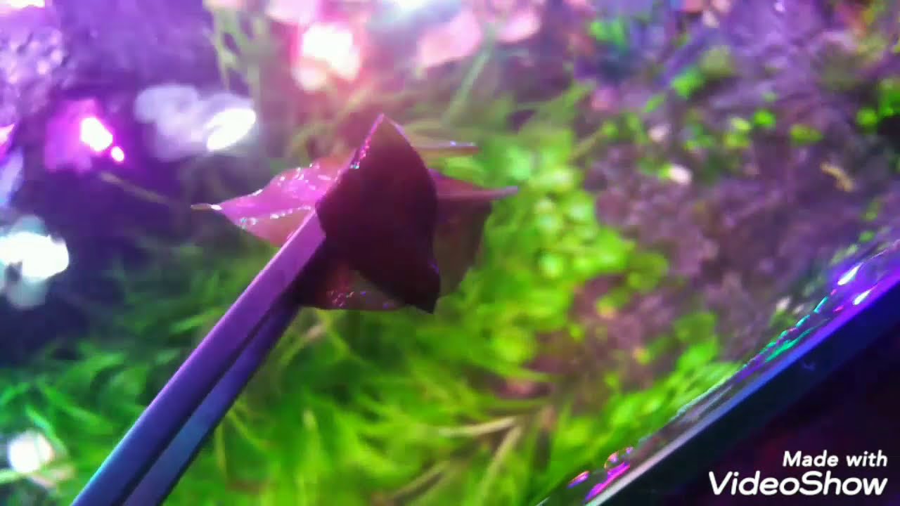 079.Już wiem że nic nie wiem.... czyli akwarium na ziemi