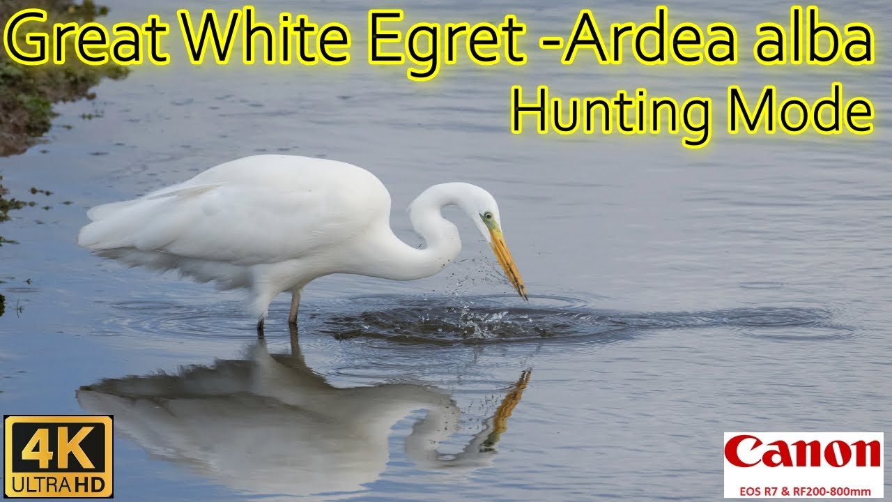 Great Egret - Ardea alba