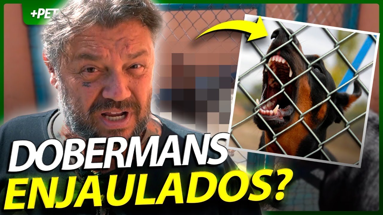 É ASSIM QUE ELES TRATAM OS DOBERMANNS? | EP.2 | INSTRUÇÕES E MANEJO