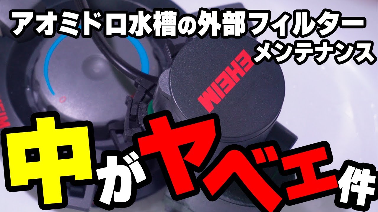 濾材の汚れ…エーハイムアクアコンパクト2004のメンテナンス！小型水槽用外部フィルターの傑作はどれくらい汚れているのか？ #アクアリウム #熱帯魚 【ビバアクア】
