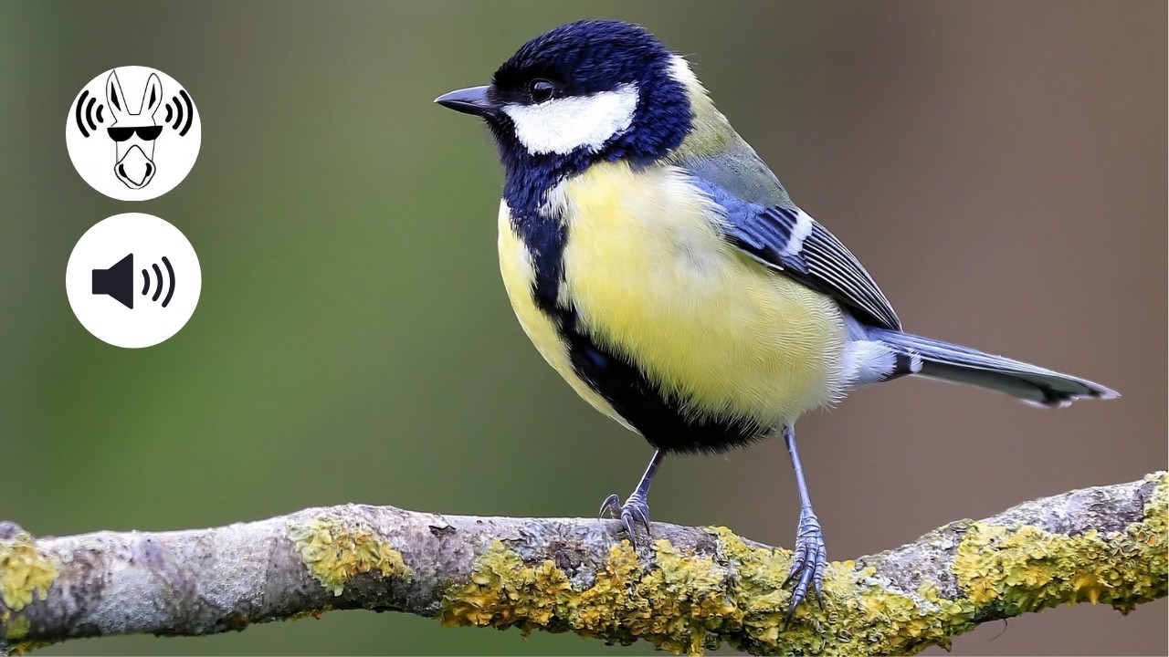 Chant de la Mésange Charbonnière | GREAT TIT bird call and song in spring 🐦🎶🌳