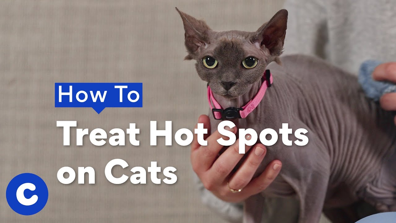 How To Treat Hot Spots on Cats  | Chewtorials