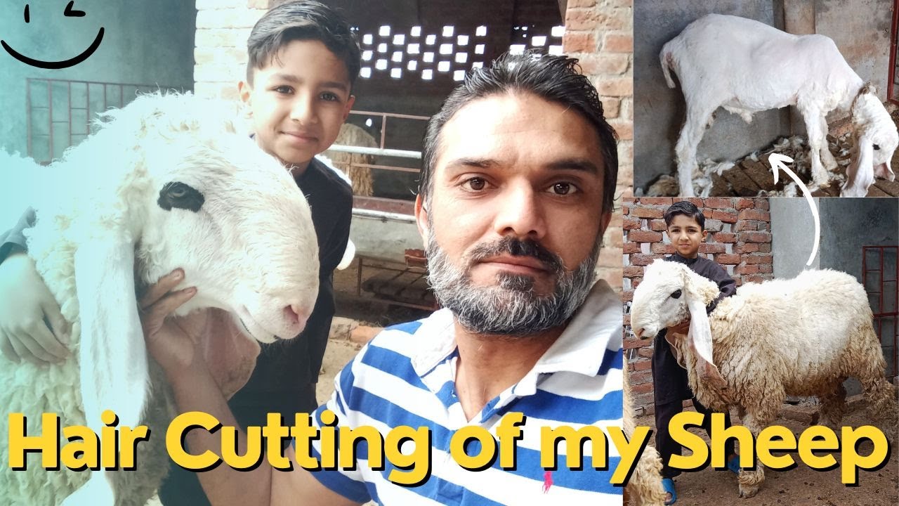 Hair Cutting of my Sheep ! Bablu Pehlwan  ! 🐑
