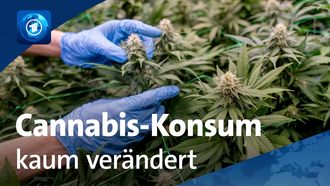Cannabis-Teillegalisierung: Bilanz zwei Jahre nach Einf&uuml;hrung