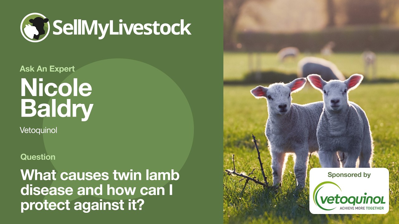Twin lamb disease: Causes and protection against it | Ask An Expert with Nicole Baldry (Vetoquinol)