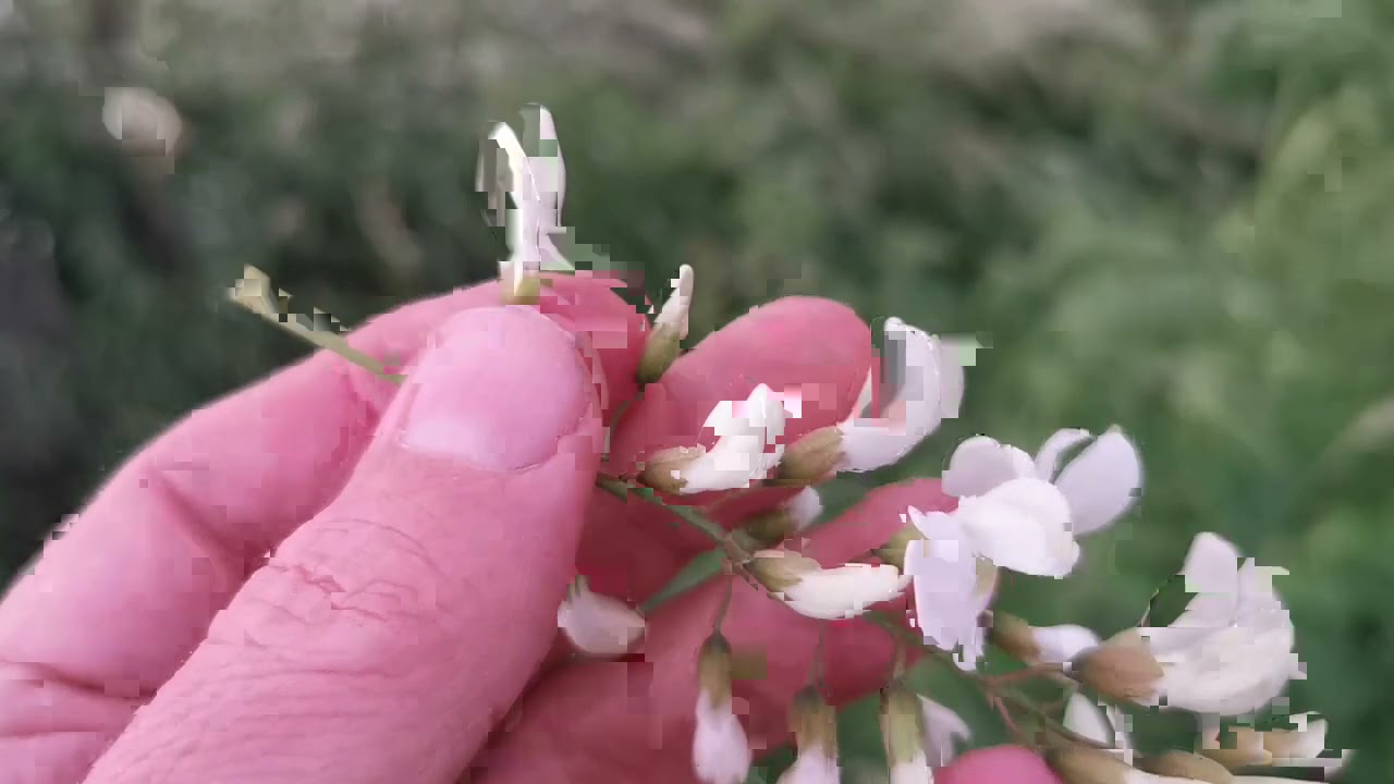 Kwiaty robinii (akacji), przysmak naszych dziadków