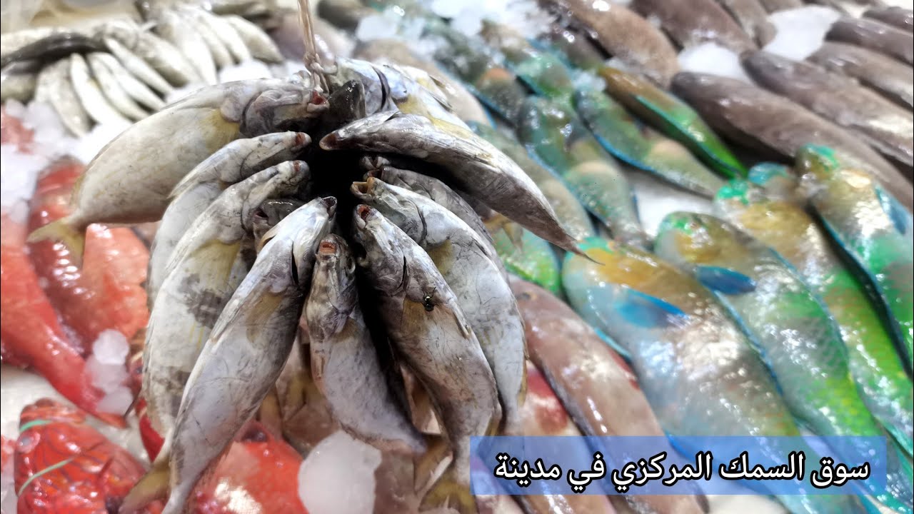 جوله في سوق السمك المركزي في مدينة جدة
