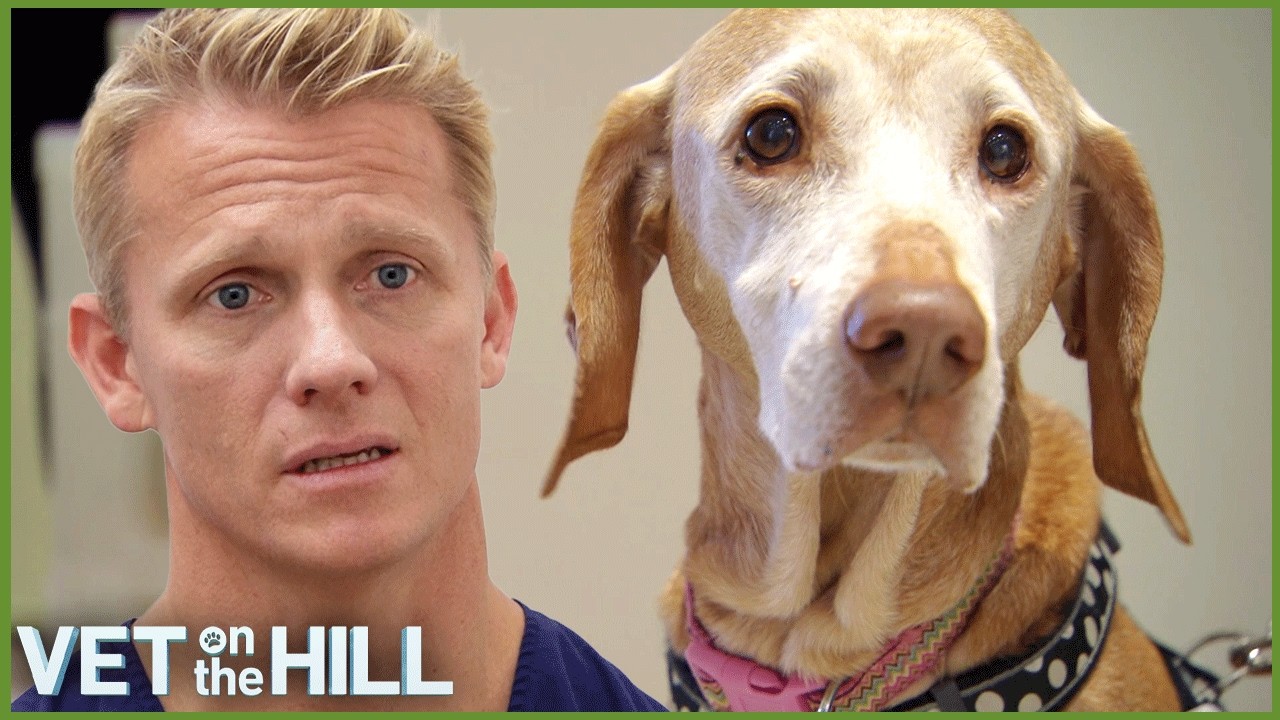 High-Risk Surgery To Remove Dog's Cancerous Tumors | Double Full Episode