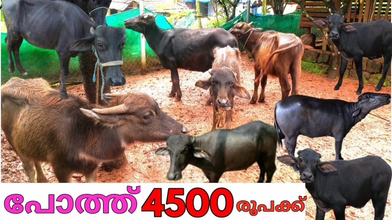 വെറും4500രൂപമുതൽ പോത്തും കുട്ടികൾ വില്പനക്ക്.9847294330.  Buffaloes for sale at low prices