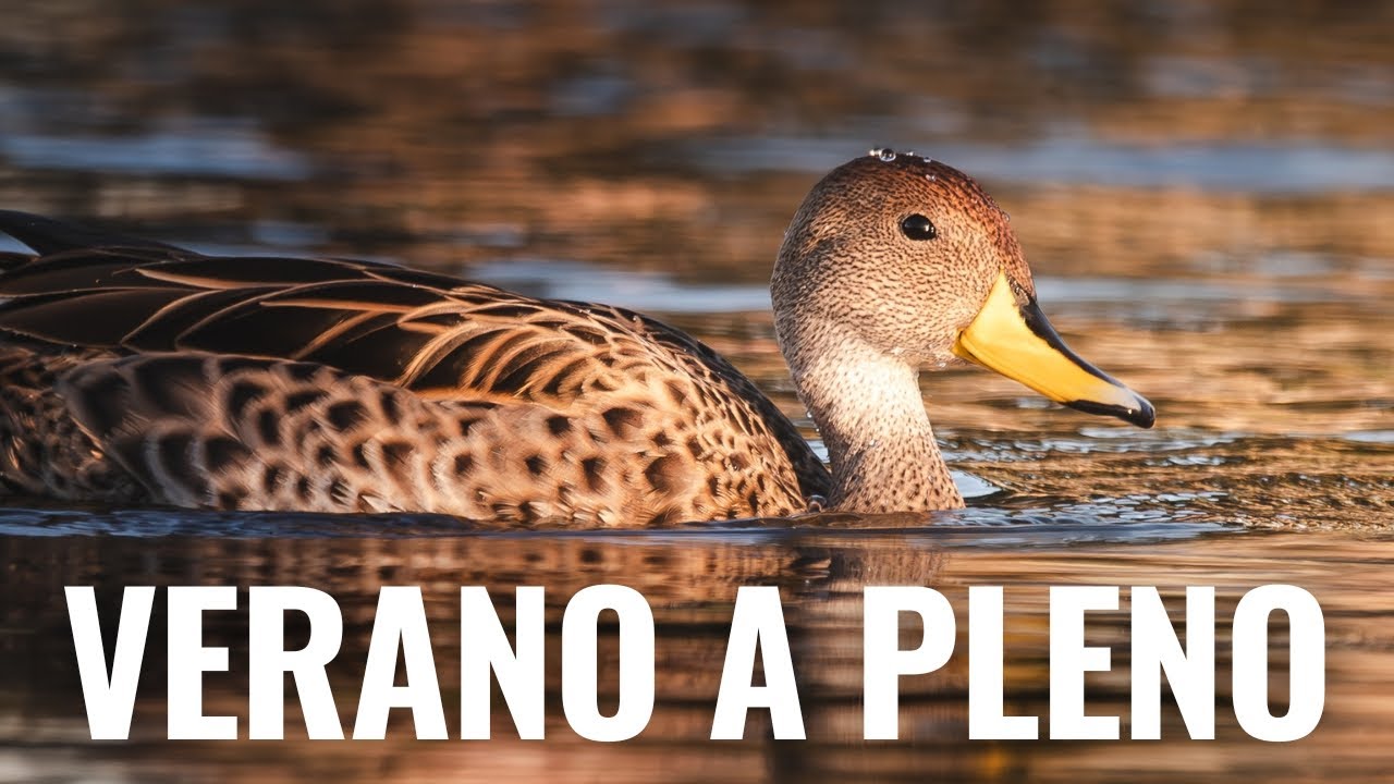 Diciembre explota de aves en Escobar