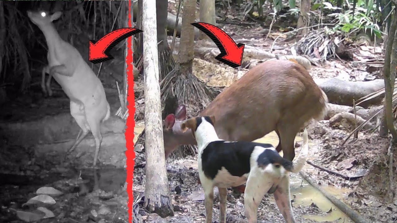 Cachorro caçando mateiro sozinho e  passou nas câmeras.  E fez umas cenas incríveis.  Top demais 👏 