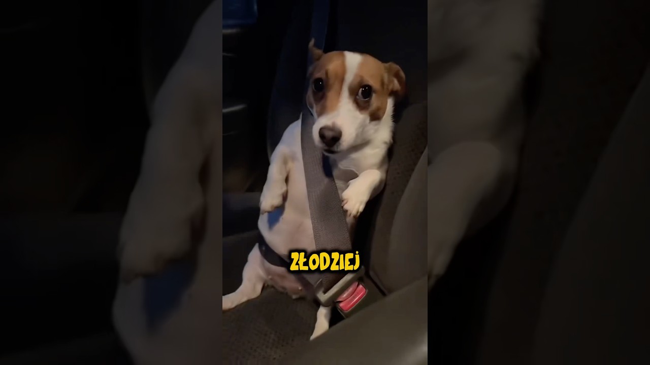 Jack Russel Terrier To Najlepszy Pies😂🦮
