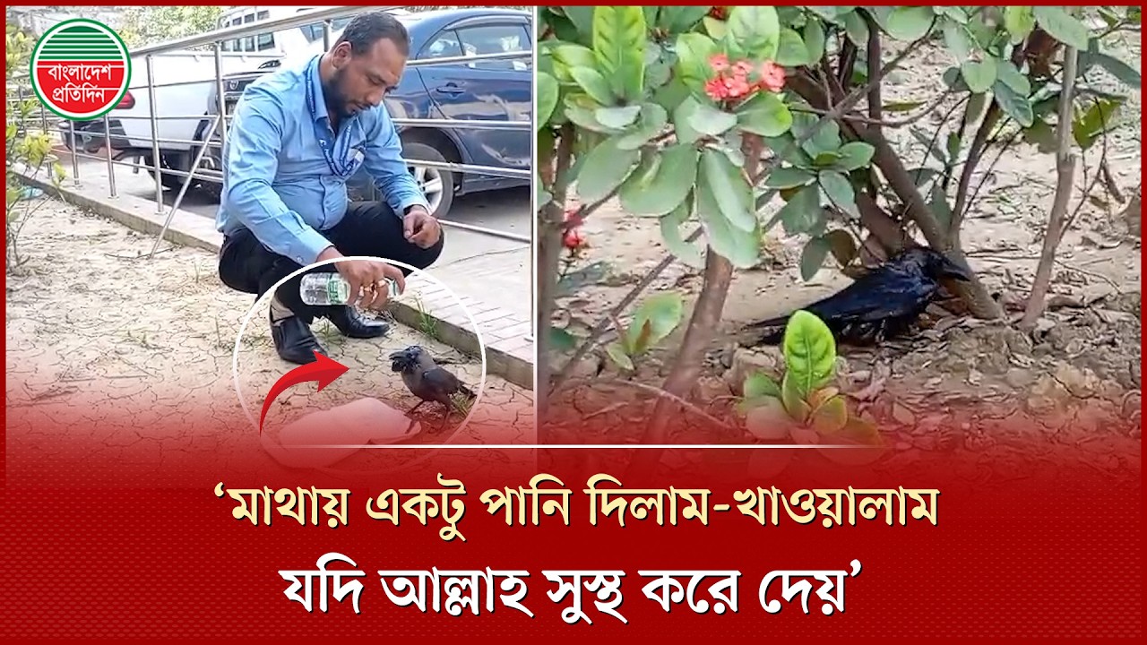 কী পরম যত্নে অসুস্থ কাকটাকে সেবা করলেন তোফাজ্জল! | BD News | Tongi