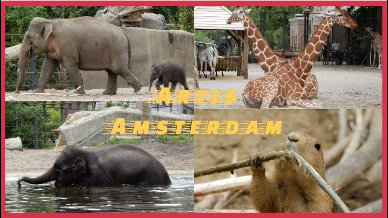 Dierentuin 4K Review Artis Zoo Amsterdam 2020