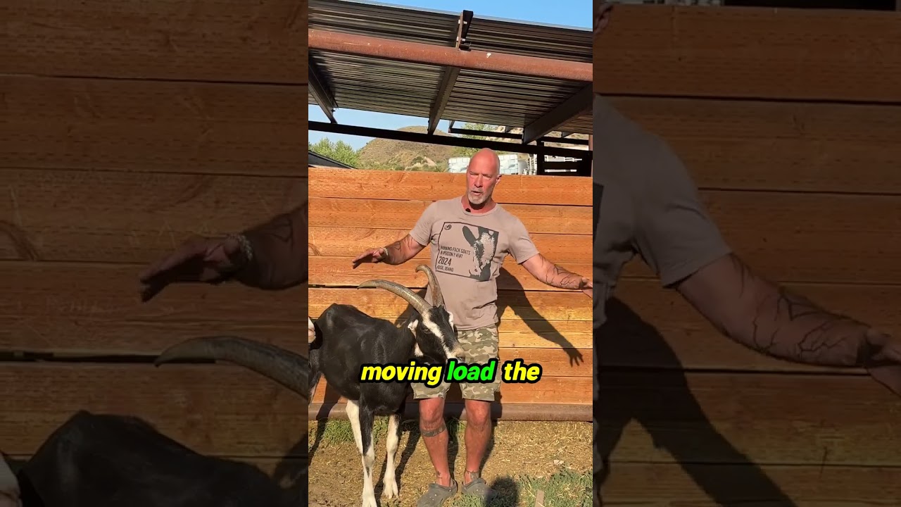 THE BEST PANNIERS FOR PACKGOATS!!