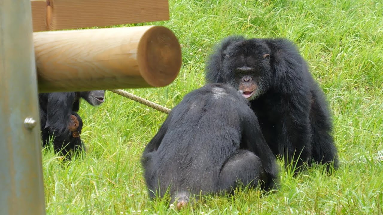 久しぶりのマックス登場！　多摩動物公園　チンパンジー　202406