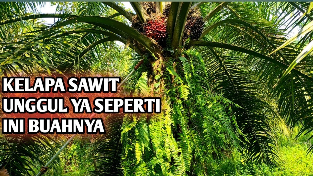 PANEN KELAPA SAWIT UNGGUL SEU SUPREME || SUPER TENERA