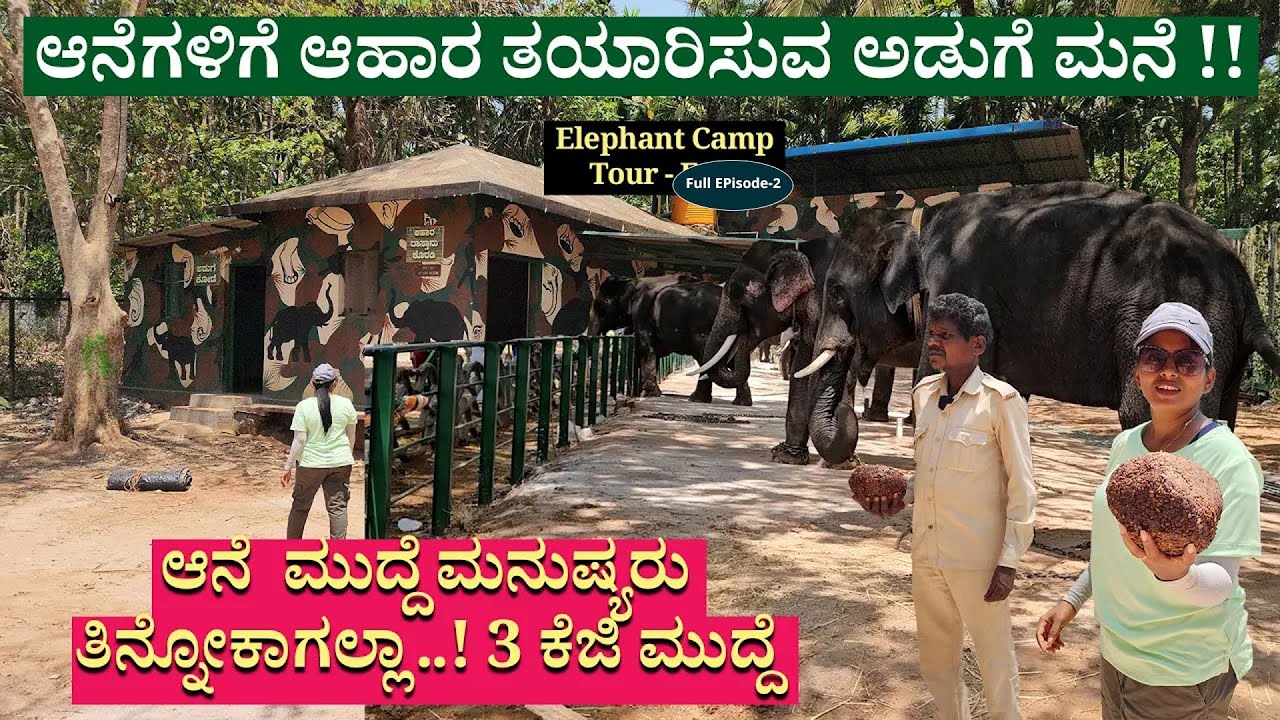 ಗಜಪಡೆಯ ಅಡುಗೆ ಮನೆ .! 4 KGಯ ಪ್ರೊಟೀನ್ ಮುದ್ದೆ ತಯಾರಿಕೆ .! #NandiniKL-Akarsh- Sakrebyle Elephant Camp-FE-2