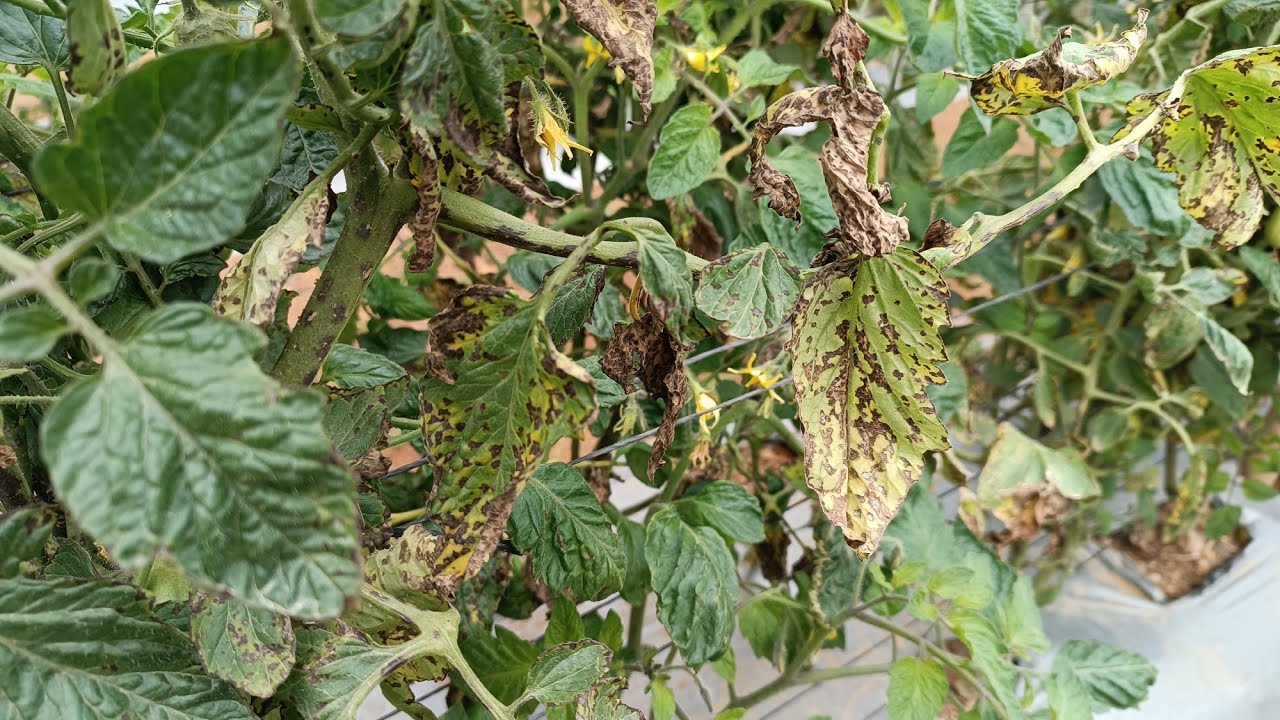 Cómo CONTROLAR la peca bacteriana en TOMATE