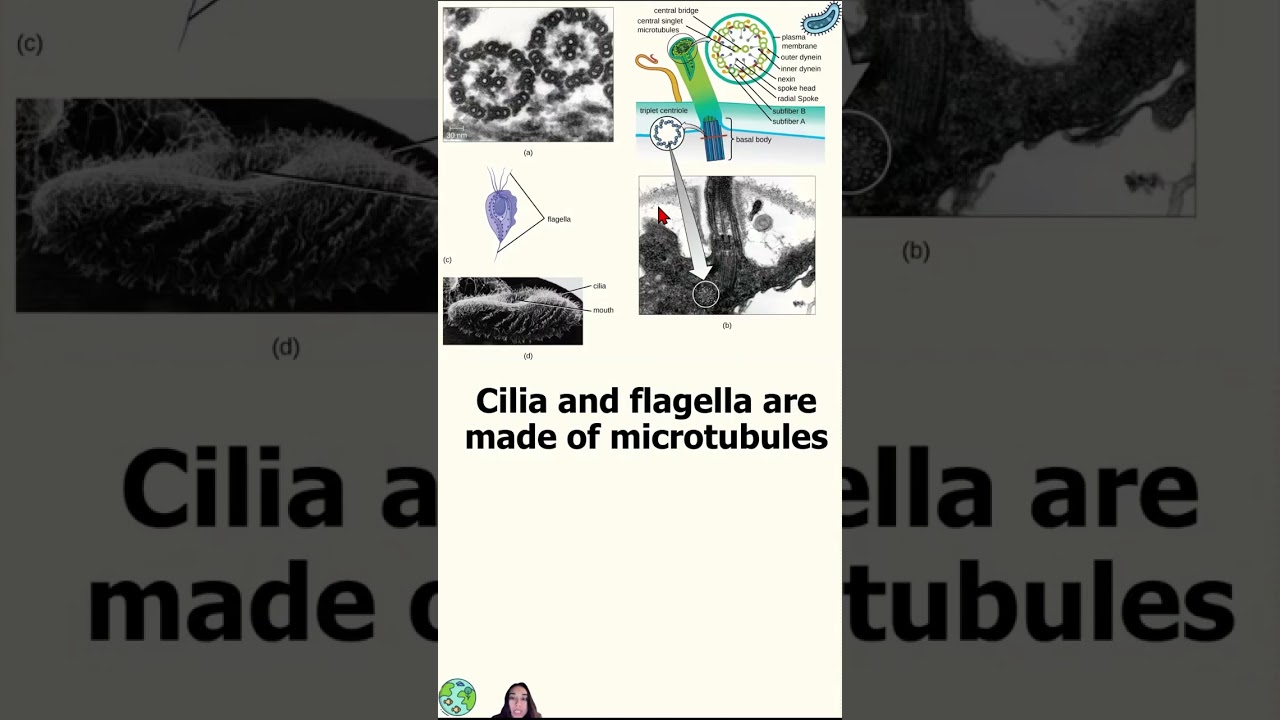 Eukaryotic Cells Part 2 Mobile-Friendly