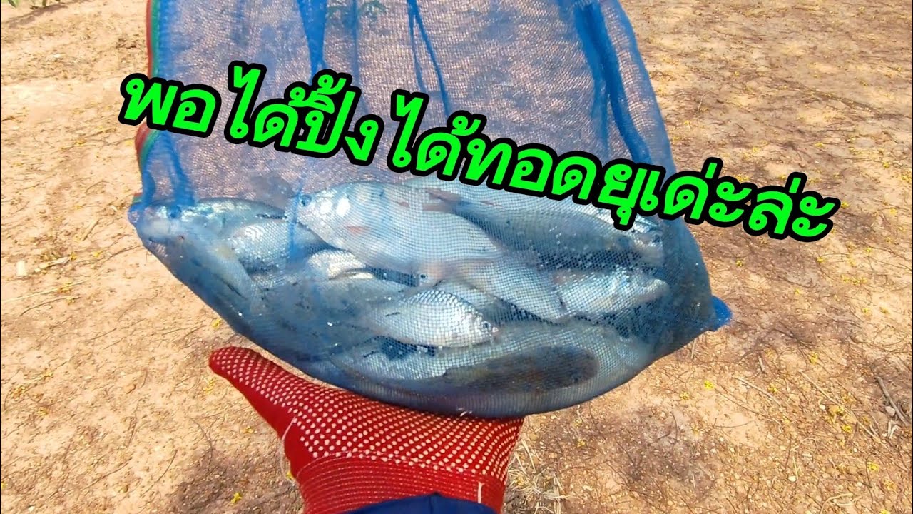 วันว่างๆ กะไปหาหว่านแหจักน่อย กัพอได้ปิ้งยุ.