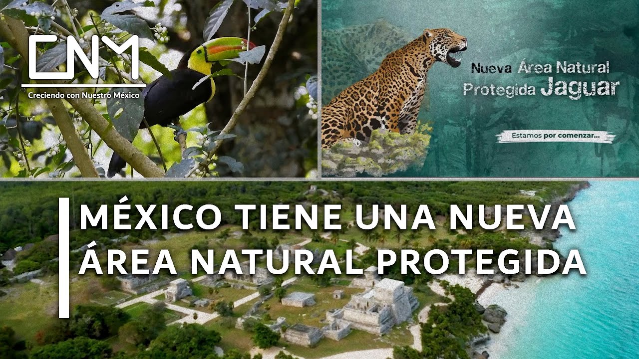 Parque Nacional del Jaguar en Tulum es declarado área natural protegida, Quintana Roo