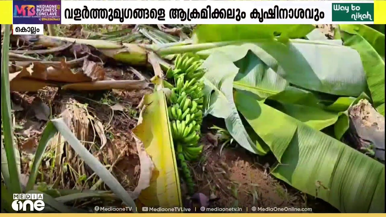 കൊല്ലത്ത് പത്തനാപുരം കടശേരിയിൽ വന്യമൃഗ ആക്രമണത്തിൽ പൊറുതിമുട്ടി നാട്ടുകാർ