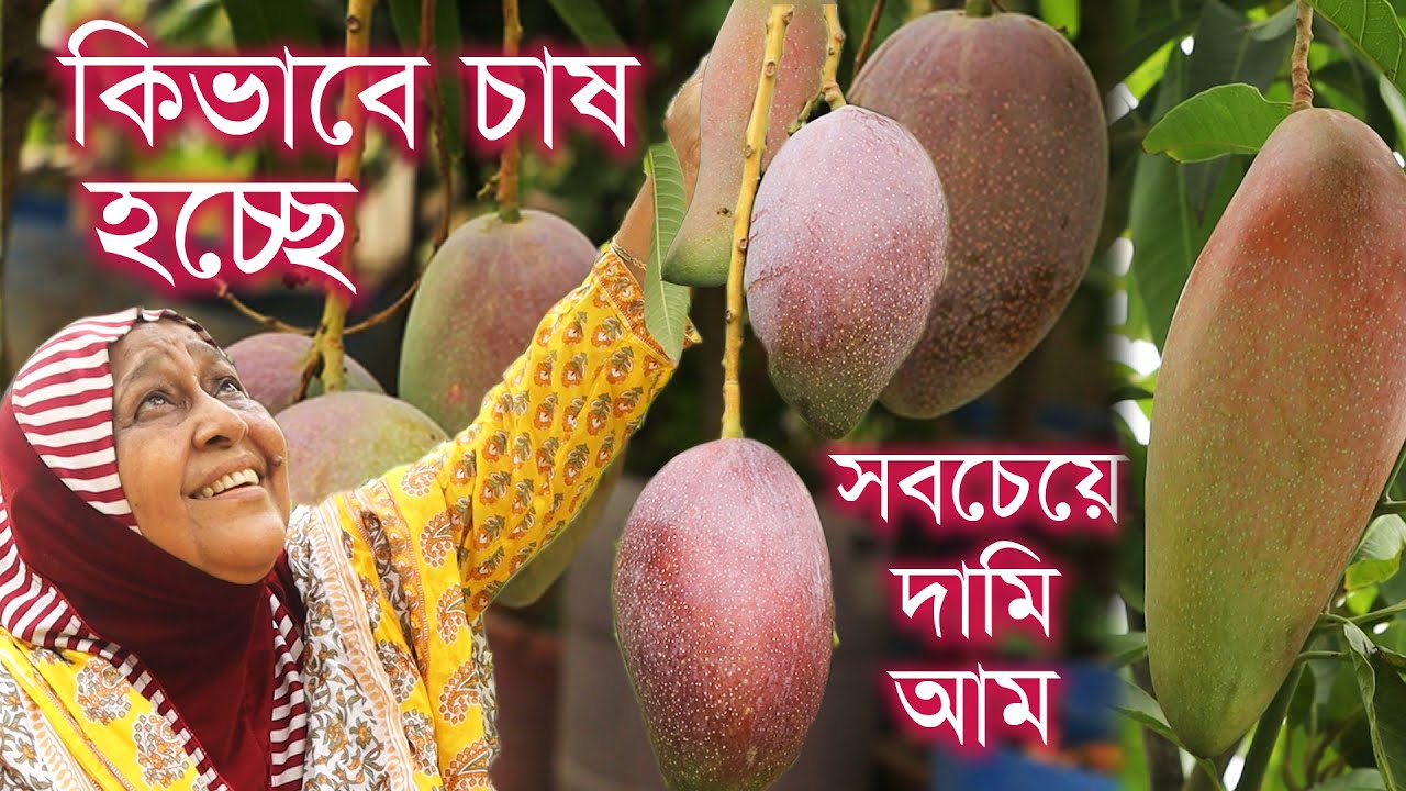 ঢাকার ছাদে সবচেয়ে দামি আম সহ আঙ্গুর, আপেল, সফেদা, জাম আরো অনেক কিছু | জানবো চাষের বিস্তারিত #ছাদকৃষি