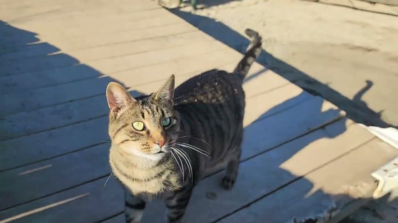 Cat Considers Boat Ride | Cat Visits Dock and Beach Area for the First Time