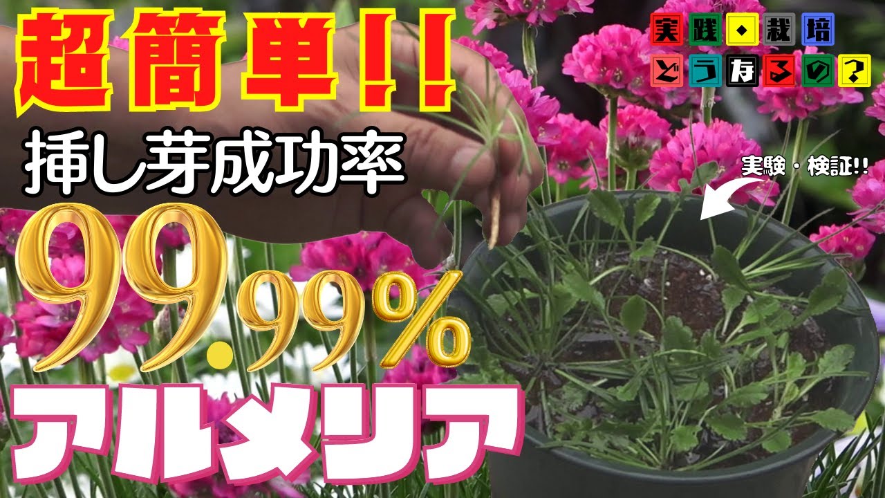 実践・栽培・どうなるの？【超簡単!!】挿し芽成功率99.99％　挿して挿して挿しまくり！ボーダーガーデンにどうぞ!!【挿し木・挿し芽】育て方!!【アルメリア・アルマダ】